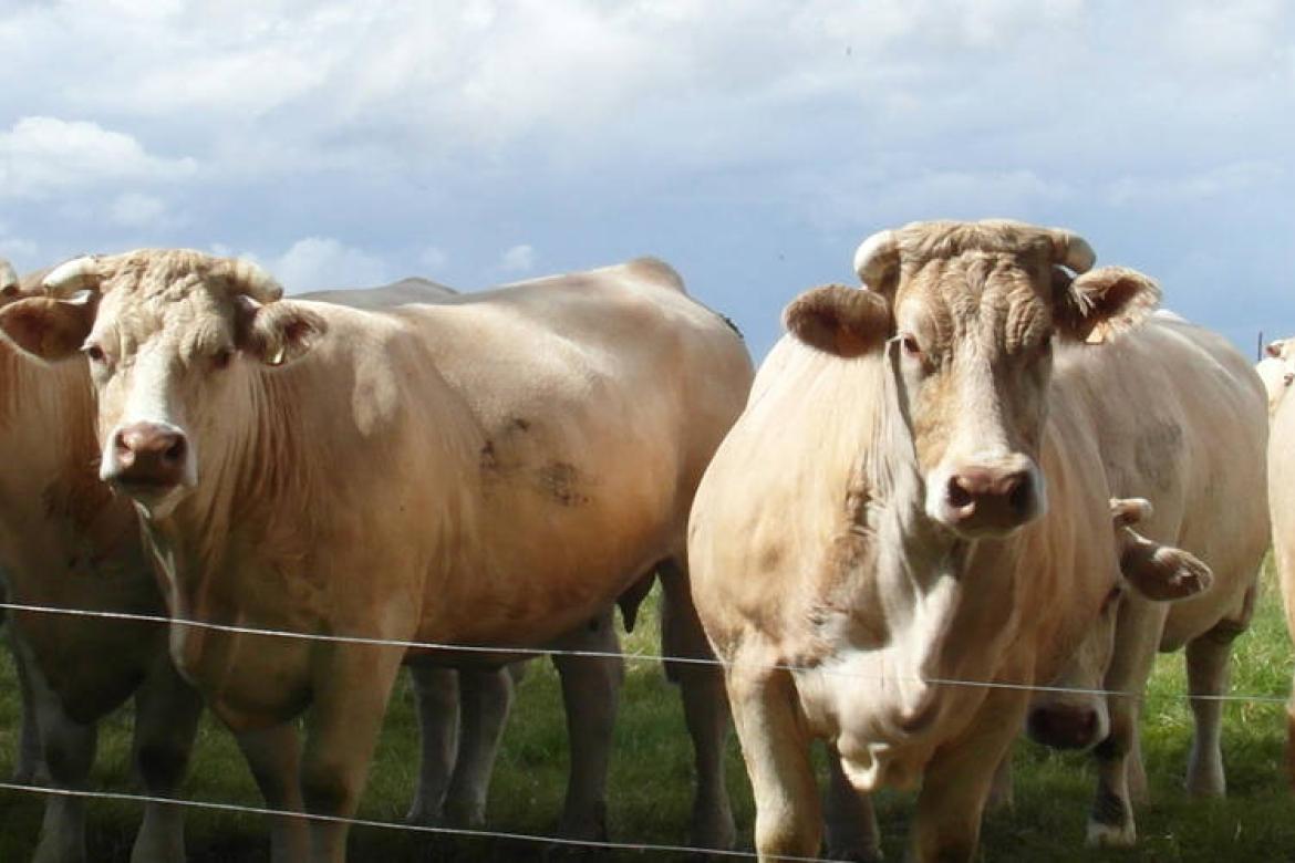 Agricoles